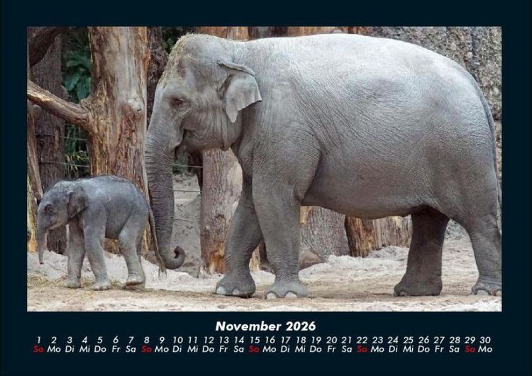 Produktbild: Der Elefantenkalender 2026 Fotokalender DIN A4