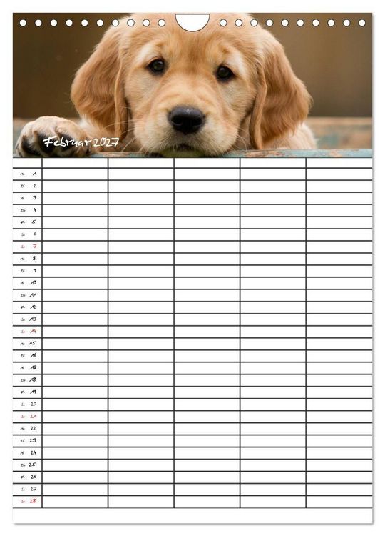 Produktbild: Familienplaner: Golden Retriever Welpen (Wandkalender 2027 DIN A4 hoch), CALVENDO Monatskalender