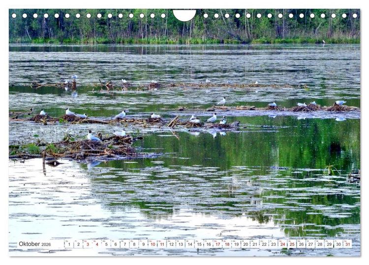 Produktbild: Gr&uuml;nes Estland - Naturparadies am Baltischen Meer (Wandkalender 2026 DIN A4 quer), CALVENDO Monatskalender