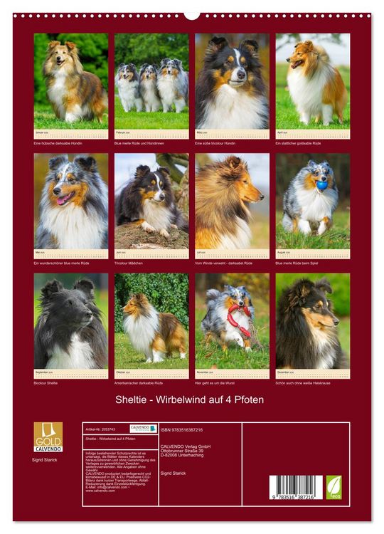 Produktbild: Sheltie - Wirbelwind auf 4 Pfoten (hochwertiger Premium Wandkalender 2026 DIN A2 hoch), Kunstdruck in Hochglanz