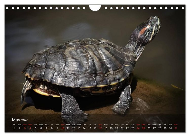 Produktbild: Reptiles Colorful beauties (Wall Calendar 2026 DIN A4 landscape), CALVENDO 12 Month Wall Calendar