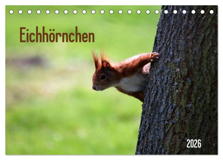 Produktbild: Eichh&ouml;rnchen (Tischkalender 2026 DIN A5 quer), CALVENDO Monatskalender