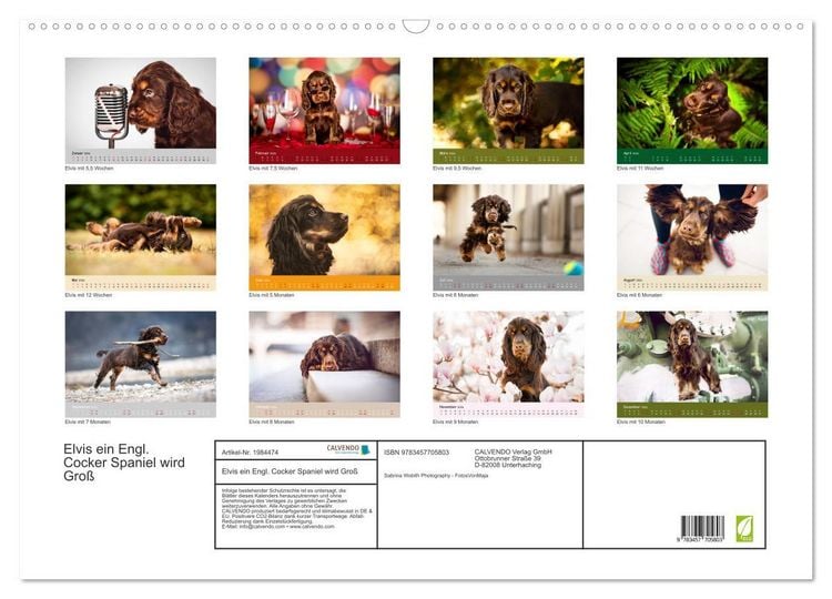 Produktbild: Elvis ein Engl. Cocker Spaniel wird Gro&szlig; (Wandkalender 2026 DIN A2 quer), CALVENDO Monatskalender