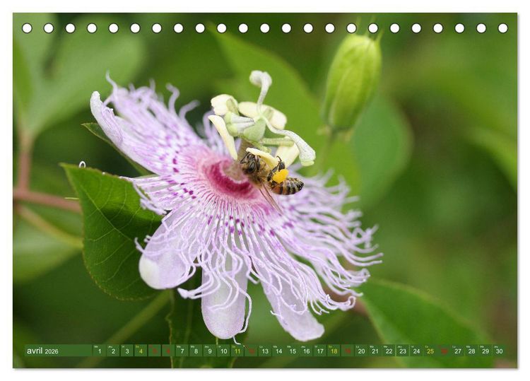 Produktbild: La beaut&eacute; des fleurs (Calendrier de bureau 2026 DIN A5 vertical), CALVENDO calendrier mensuel