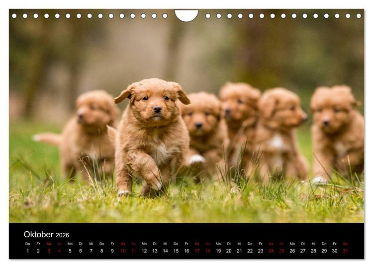 Produktbild: Toller - Nova Scotia Duck Tolling Retriever (Wandkalender 2026 DIN A4 quer), CALVENDO Monatskalender