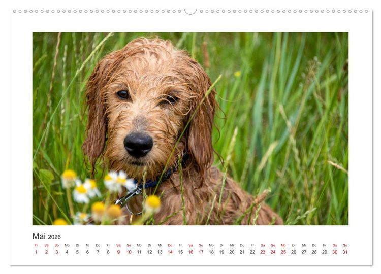 Produktbild: Mini Goldendoodle - Gl&uuml;ck ist ein Hund (hochwertiger Premium Wandkalender 2026 DIN A2 quer), Kunstdruck in Hochglanz