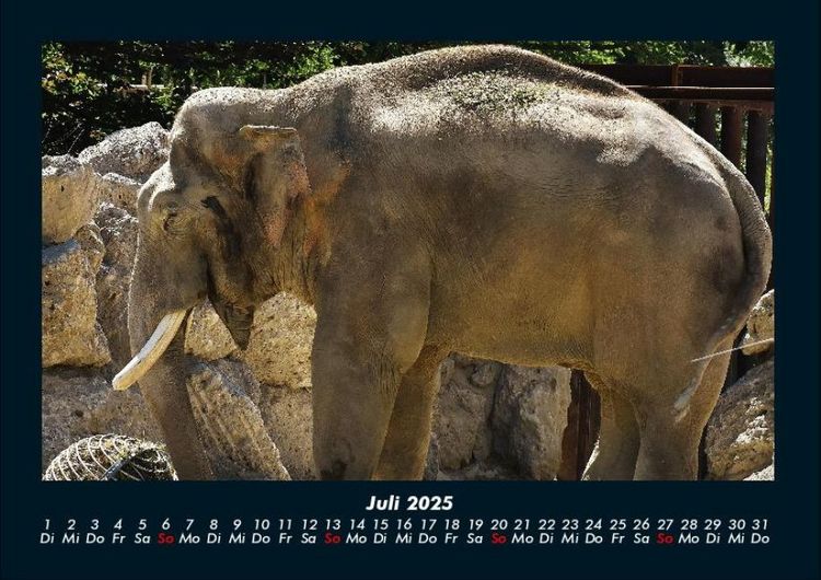 Produktbild: Elefanten 2025 Fotokalender DIN A4