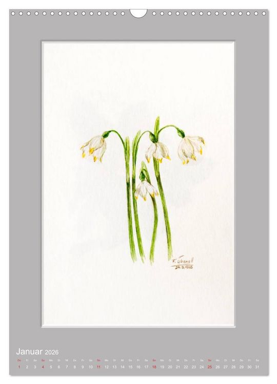 Produktbild: Alpenblumen Aquarelle aus Tirol (Wandkalender 2026 DIN A3 hoch), CALVENDO Monatskalender