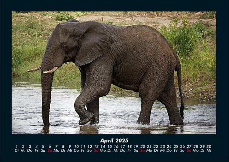 Produktbild: Elefanten - Die sanften Riesen Afrikas 2025 Fotokalender DIN A4