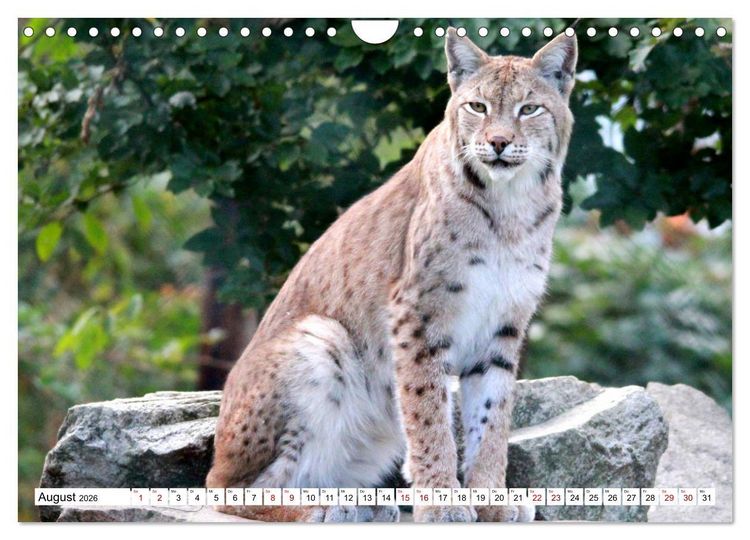 Produktbild: Familie Luchs - Die J&auml;ger mit dem Pinselohr (Wandkalender 2026 DIN A4 quer), CALVENDO Monatskalender