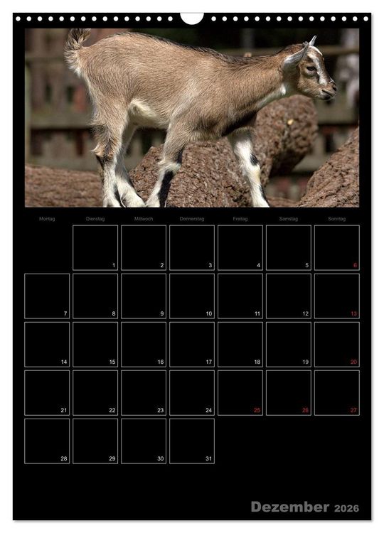 Produktbild: Zwergziegen (Wandkalender 2026 DIN A3 hoch), CALVENDO Monatskalender