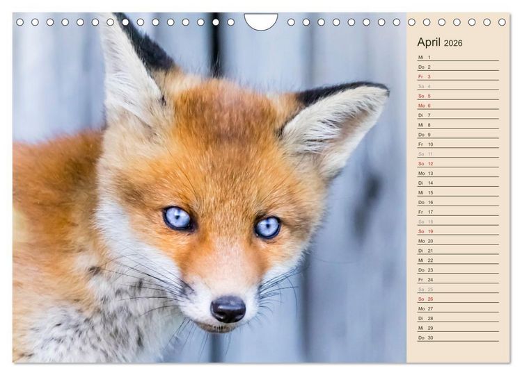 Produktbild: Verspielte Fuchswelpen - Allein zu Haus' (Wandkalender 2026 DIN A4 quer), CALVENDO Monatskalender