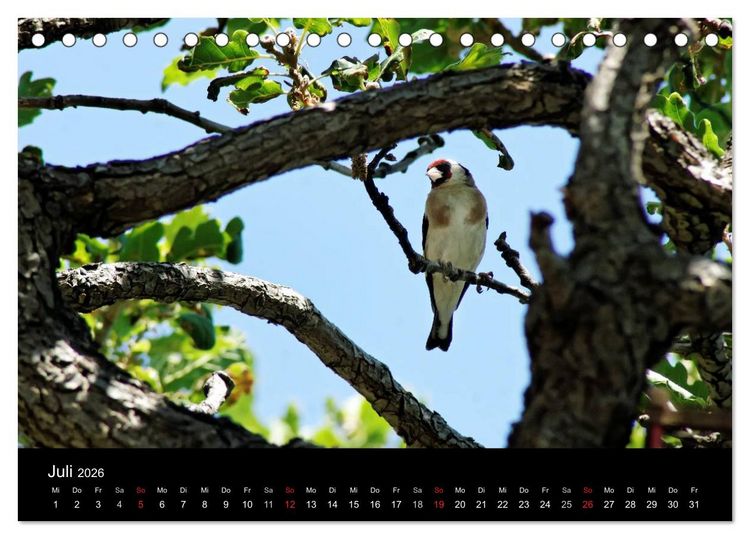 Produktbild: Kalabrien: Wo die Sonne Urlaub macht (Tischkalender 2026 DIN A5 quer), CALVENDO Monatskalender