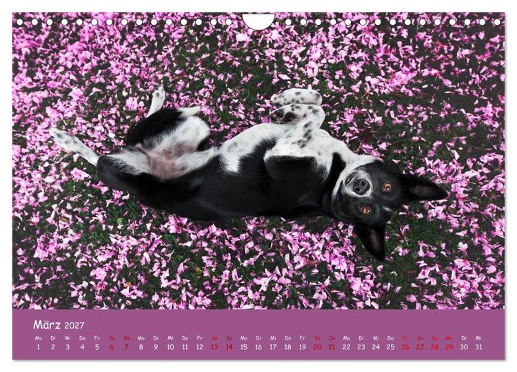 Produktbild: Border Collie Kalender &ndash; Ausdrucksstarke Close-up-Portraits durch die Jahreszeiten (Wandkalender 2027 DIN A4 quer), CALVENDO Monatskalender