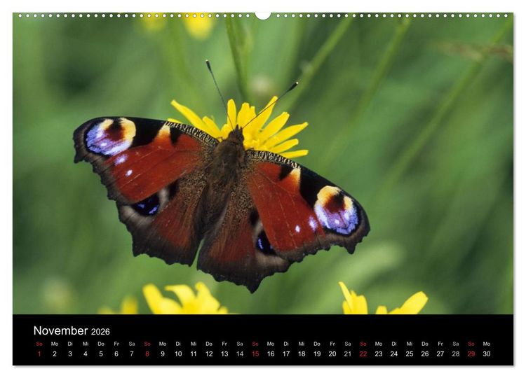 Produktbild: Schmetterlinge (Wandkalender 2026 DIN A2 quer), CALVENDO Monatskalender