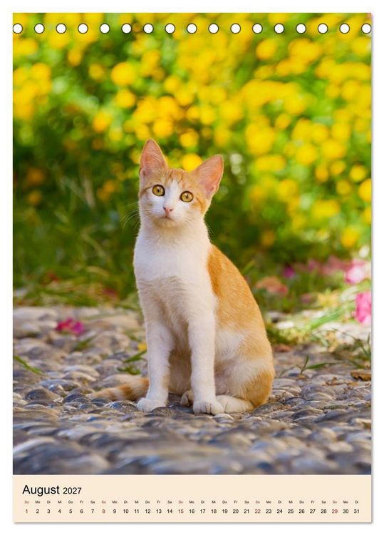 Produktbild: Katzen von Rhodos (Tischkalender 2027 DIN A5 hoch), CALVENDO Monatskalender