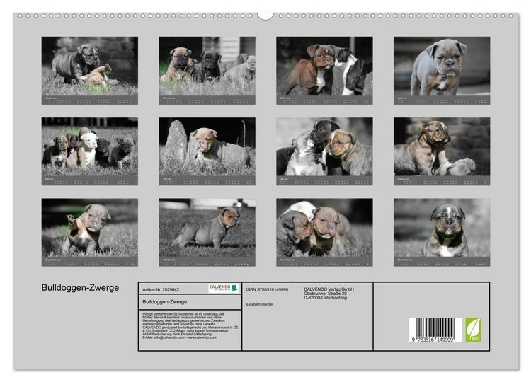 Produktbild: Bulldoggen-Zwerge (hochwertiger Premium Wandkalender 2026 DIN A2 quer), Kunstdruck in Hochglanz