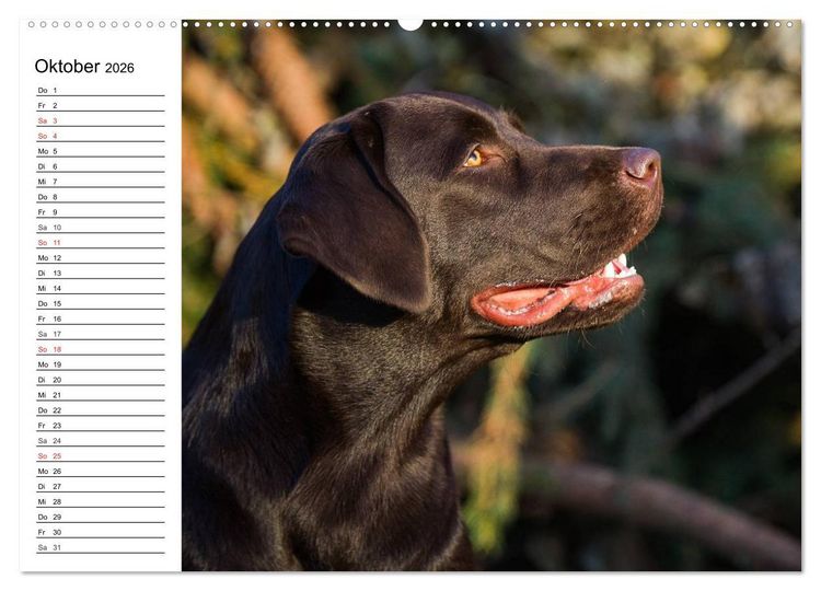 Produktbild: Labrador Retriever - Freunde f&uuml;r&acute;s Leben (hochwertiger Premium Wandkalender 2026 DIN A2 quer), Kunstdruck in Hochglanz