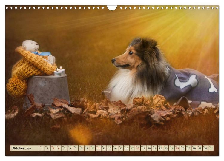 Produktbild: SHELTIES Liebe auf 4 Pfoten (Wandkalender 2026 DIN A3 quer), CALVENDO Monatskalender