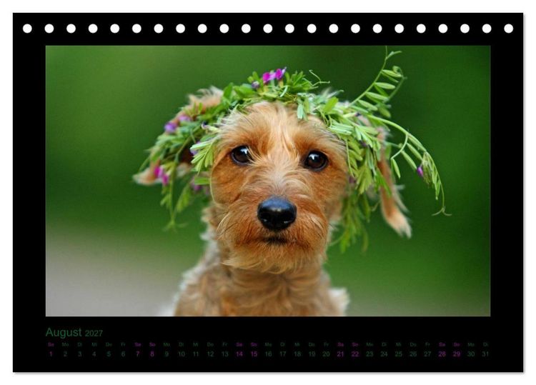 Produktbild: Elli Pirelli... aus dem Leben eines fr&ouml;hlichen Pinscher-Dackel-M&auml;dels (Tischkalender 2027 DIN A5 quer), CALVENDO Monatskalender