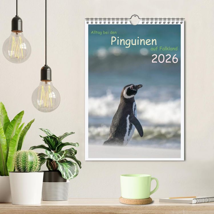 Produktbild: Alltag bei den Pinguinen auf Falkland (Wandkalender 2026 DIN A4 hoch), CALVENDO Monatskalender