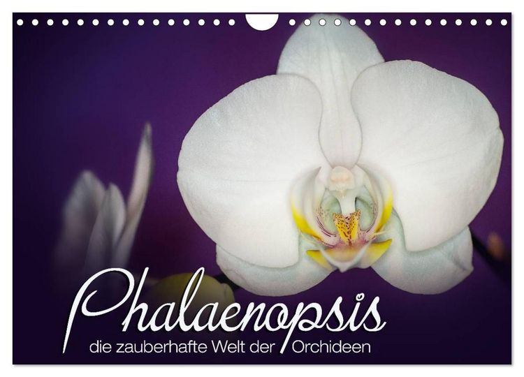 Produktbild: Phalaenopsis - die zauberhafte Welt der Orchideen (Wandkalender 2026 DIN A4 quer), CALVENDO Monatskalender