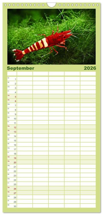 Produktbild: Familienplaner 2026 - Dwarf Shrimps mit 5 Spalten (Wandkalender, 21 x 45 cm) CALVENDO