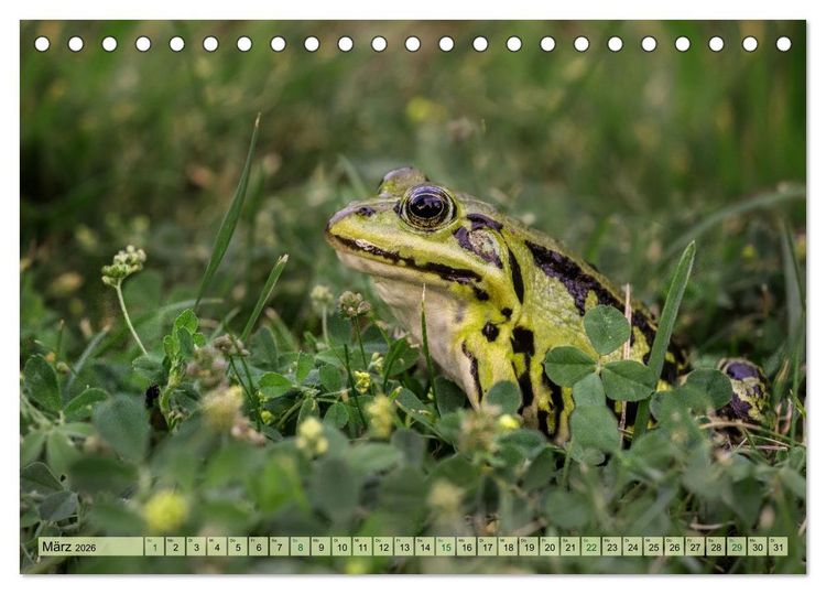 Produktbild: Fr&ouml;hliche Fr&ouml;sche (Tischkalender 2026 DIN A5 quer), CALVENDO Monatskalender