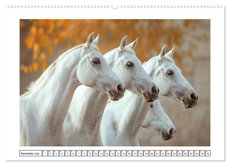 Produktbild: Bezaubernde Eleganz wei&szlig;er Pferde (hochwertiger Premium Wandkalender 2026 DIN A2 quer), Kunstdruck in Hochglanz