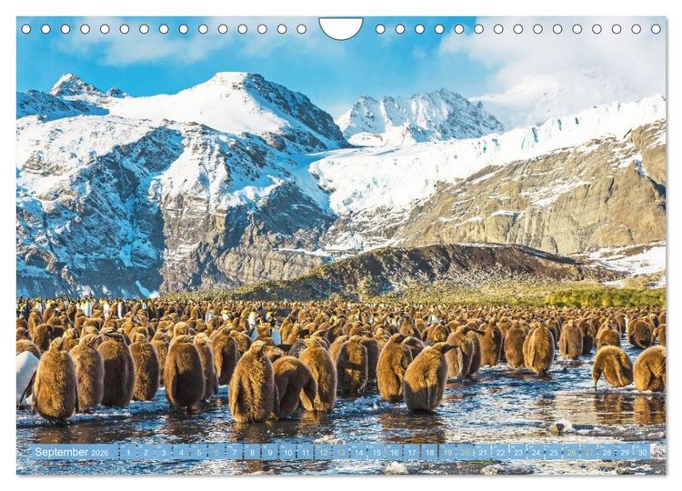 Produktbild: Pinguine: Gehupft wie gesprungen (Wandkalender 2026 DIN A4 quer), CALVENDO Monatskalender