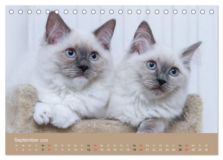 Produktbild: Verliebt in Ragdolls ... die sanfte Katzenrasse (Tischkalender 2026 DIN A5 quer), CALVENDO Monatskalender