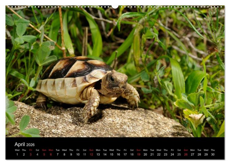 Produktbild: European Tortoises / UK-Version (High Quality Premium Wall Calendar 2026 DIN A2 landscape),CALVENDO 12 Month Wall Calendar