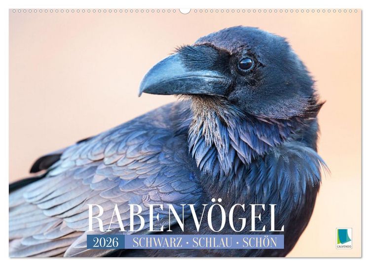 Produktbild: Rabenv&ouml;gel: Schwarz, schlau, sch&ouml;n (Wandkalender 2026 DIN A2 quer), CALVENDO Monatskalender
