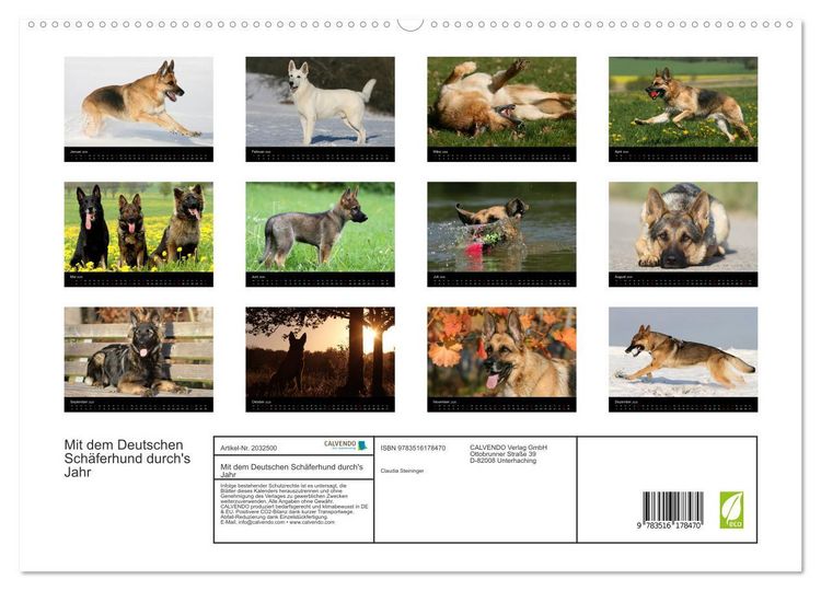 Produktbild: Mit dem Deutschen Sch&auml;ferhund durch's Jahr (hochwertiger Premium Wandkalender 2026 DIN A2 quer), Kunstdruck in Hochglanz