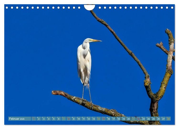 Produktbild: Reiher - auf langen Beinen (Wandkalender 2026 DIN A4 quer), CALVENDO Monatskalender