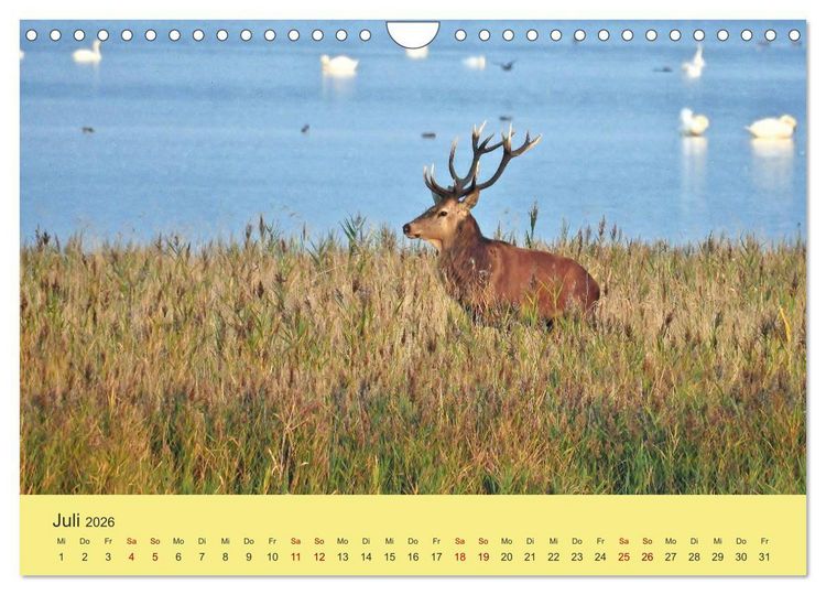 Produktbild: K&uuml;sten Hirsche - Rotwild auf dem Dar&szlig; (Wandkalender 2026 DIN A4 quer), CALVENDO Monatskalender