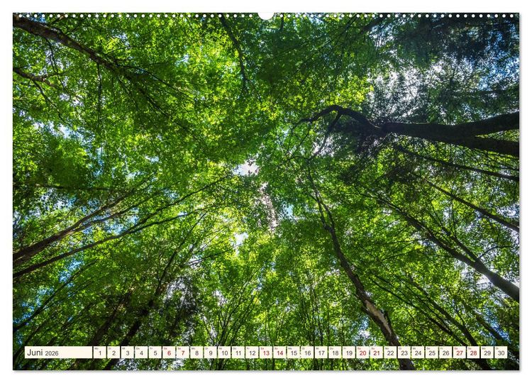 Produktbild: Im Zauber der W&auml;lder (Wandkalender 2026 DIN A2 quer), CALVENDO Monatskalender