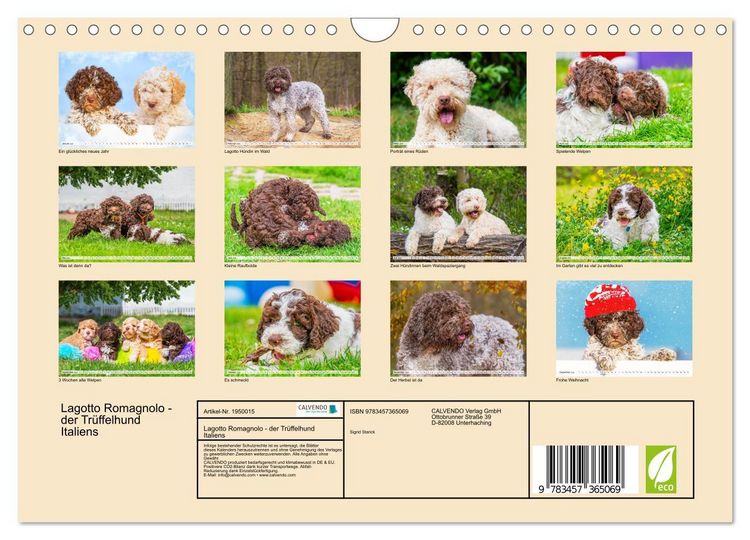 Produktbild: Lagotto Romagnolo - der Tr&uuml;ffelhund Italiens (Wandkalender 2026 DIN A4 quer), CALVENDO Monatskalender