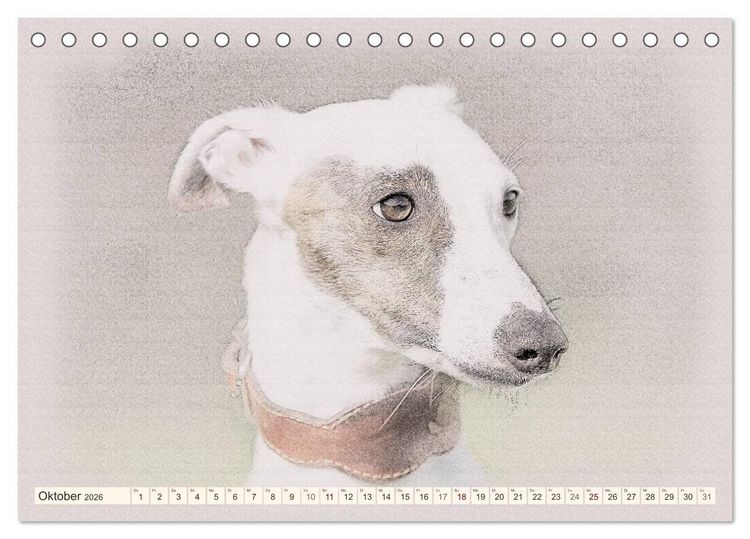 Produktbild: Whippet 2026 (Tischkalender 2026 DIN A5 quer), CALVENDO Monatskalender