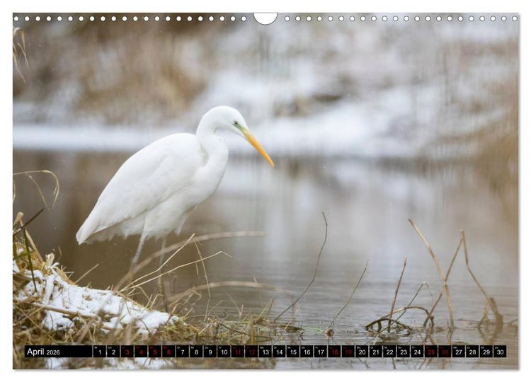 Produktbild: Eleganz in Wei&szlig; - Der Silberreiher (Wandkalender 2026 DIN A3 quer), CALVENDO Monatskalender