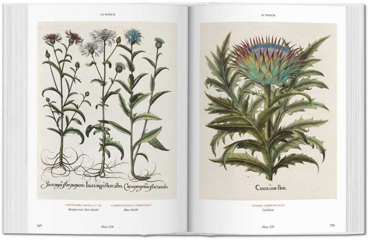 Produktbild: Basilius Besler. L'Herbier. Hortus Eystettensis