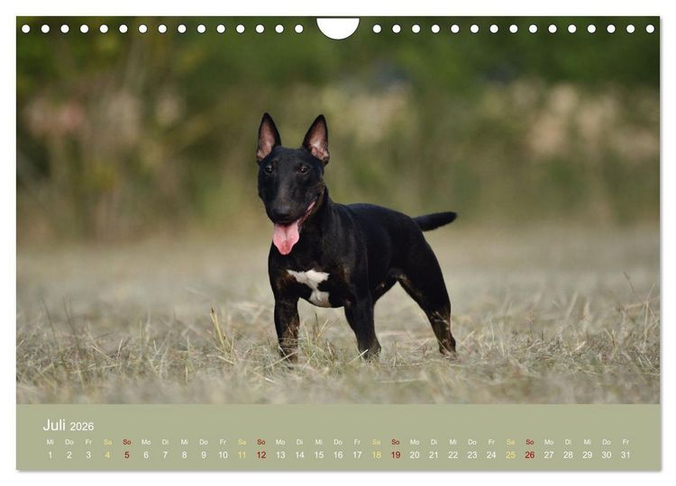Produktbild: Bullterrier, liebenswerte Sturk&ouml;pfe (Wandkalender 2026 DIN A4 quer), CALVENDO Monatskalender