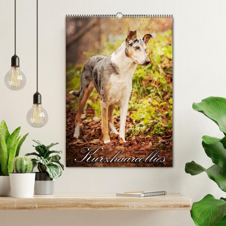 Produktbild: Kurzhaarcollies (Wandkalender 2026 DIN A2 hoch), CALVENDO Monatskalender