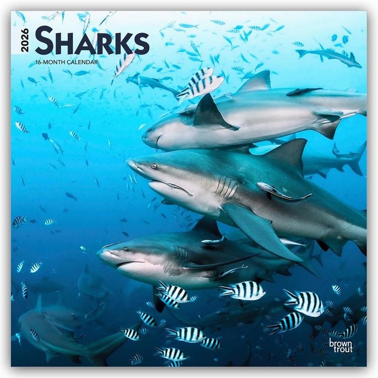 Produktbild: Sharks – Haie 2026 – 16-Monatskalender