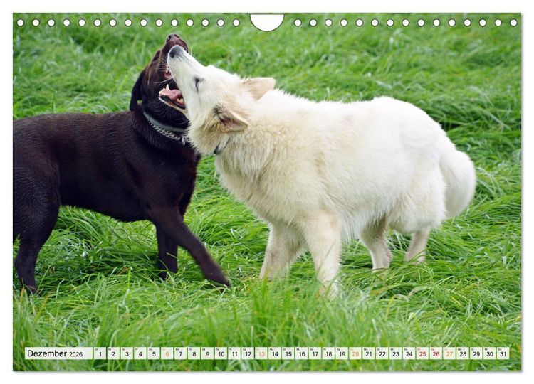 Produktbild: Beste Buddys (Wandkalender 2026 DIN A4 quer), CALVENDO Monatskalender