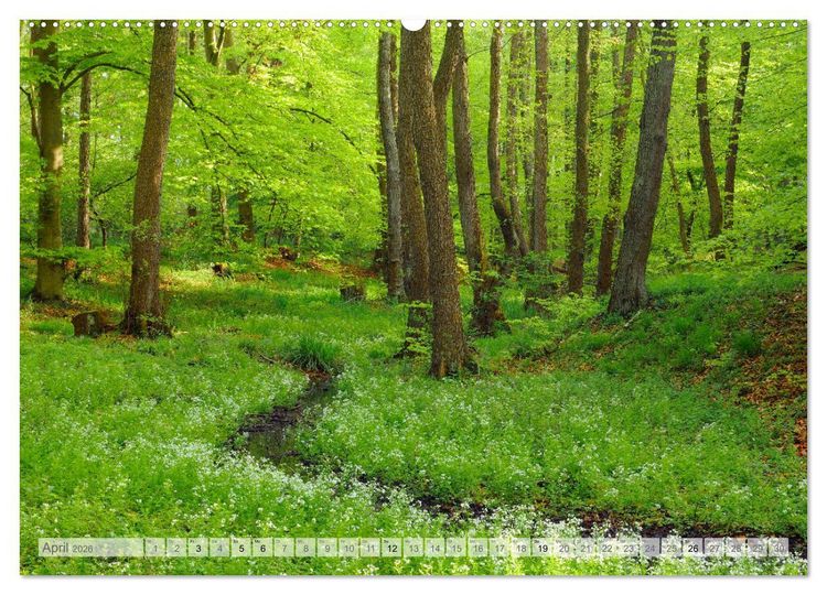 Produktbild: Moore und B&auml;che in Eifel und Ardennen (Wandkalender 2026 DIN A2 quer), CALVENDO Monatskalender