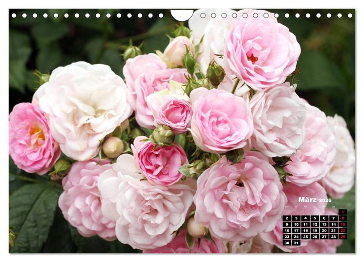 Produktbild: Magie der Rosen (Wandkalender 2026 DIN A4 quer), CALVENDO Monatskalender