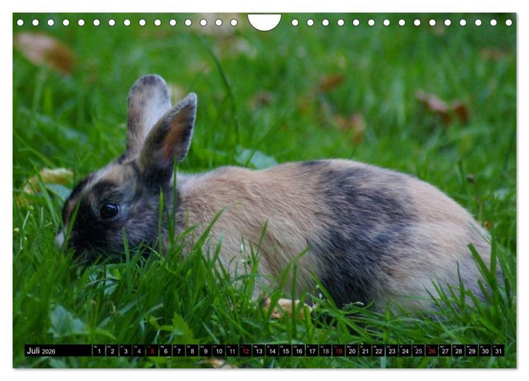 Produktbild: Liebenswerte Zwergkaninchen (Wandkalender 2026 DIN A4 quer), CALVENDO Monatskalender