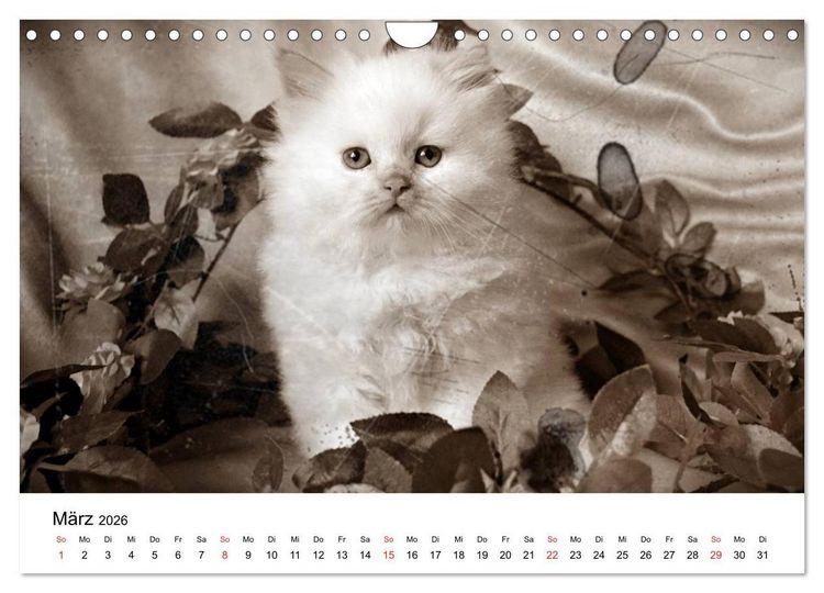 Produktbild: Oma's Katzenkalender 2026 (Wandkalender 2026 DIN A4 quer), CALVENDO Monatskalender