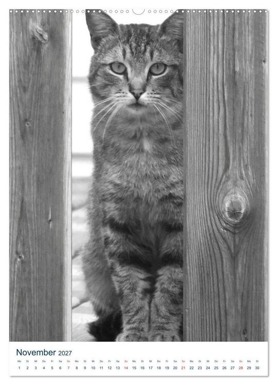 Produktbild: Wilde Katzen - Korsikas Samtpfoten (Wandkalender 2027 DIN A2 hoch), CALVENDO Monatskalender